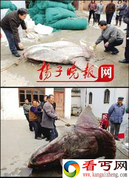 江苏渔民捕获翻车鱼 一对神秘怪鱼