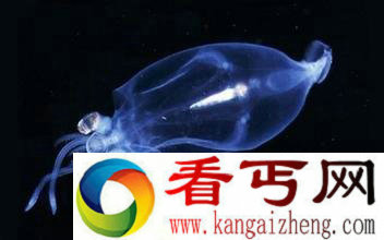 海中有许多生物可以发光