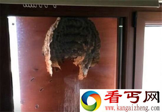 男子无意间打开了窗户 现在都后悔死了!