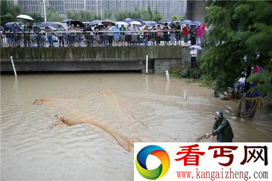 武汉暴雨冲来大鱼 市民自带渔网当街捕鱼