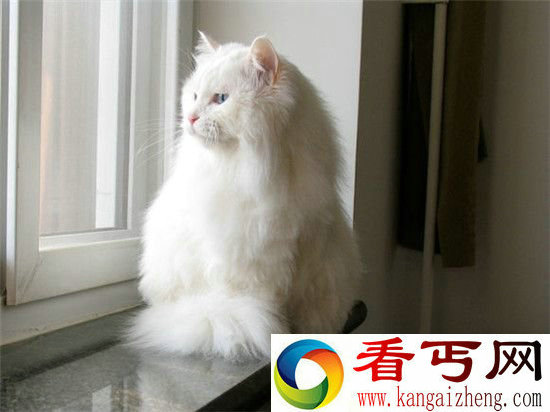 狮子猫哮天犬 已绝种的中国本土宠物