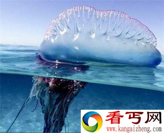 见到海上飘着的“气球”,一定要离它9米以外!