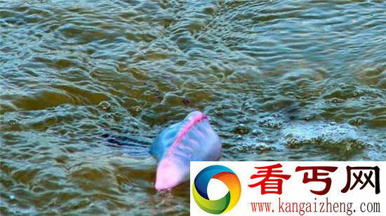 见到海上飘着的“气球”,一定要离它9米以外!