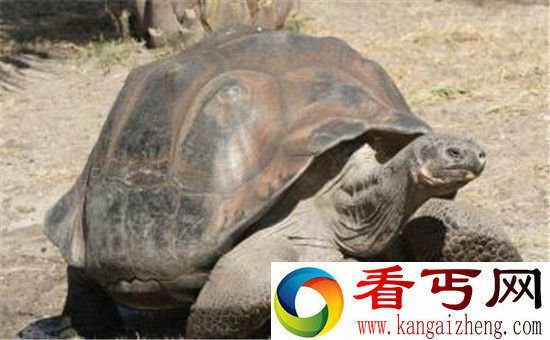 两千年前古墓挖出千年神龟 震惊世界!