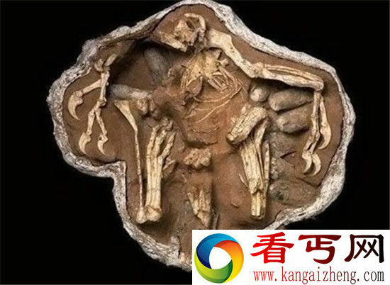 世界上最诡异的化石 蛇吞噬恐龙化石!