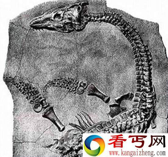 千万年前蛇颈龙繁殖研究 与现代鲸鱼类似