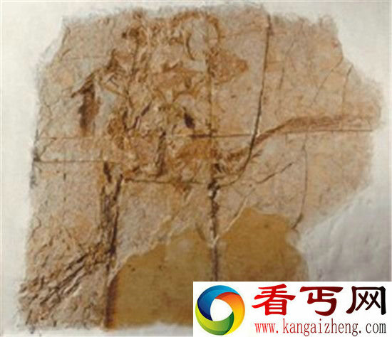 56万年前人类牙齿化石被发现 震惊世界!