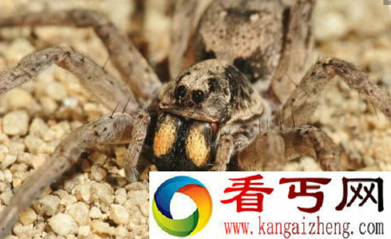 3千年前神秘墓室惊现棺中棺 吓坏考古队