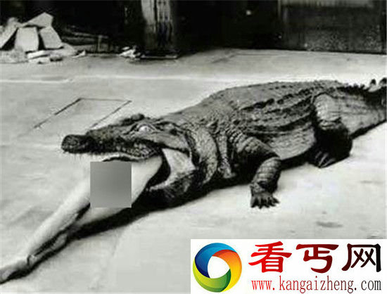 古代变态恶心刑罚让动物凌虐女囚致死