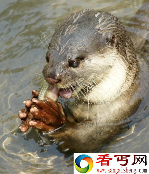 神秘溺水真相 拖人下水的水猴子外观狰狞