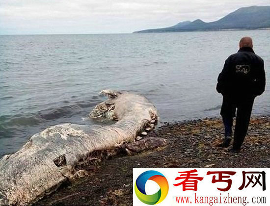 俄海滩惊现巨型怪兽龙尸体 恐是史前神秘生物