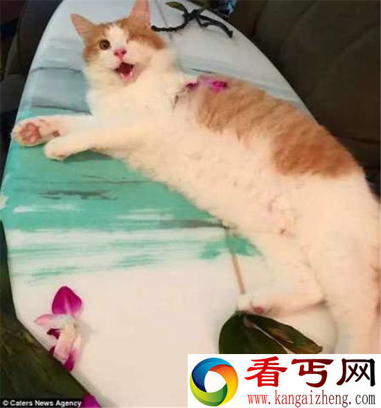 惊呆!夏威夷猫咪会冲浪还会自己穿救生衣