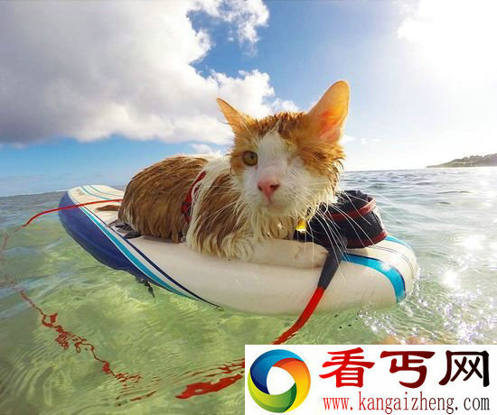 惊呆!夏威夷猫咪会冲浪还会自己穿救生衣