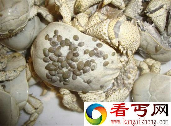 南极五大奇特生物  冰鱼天生带有“防冻剂”