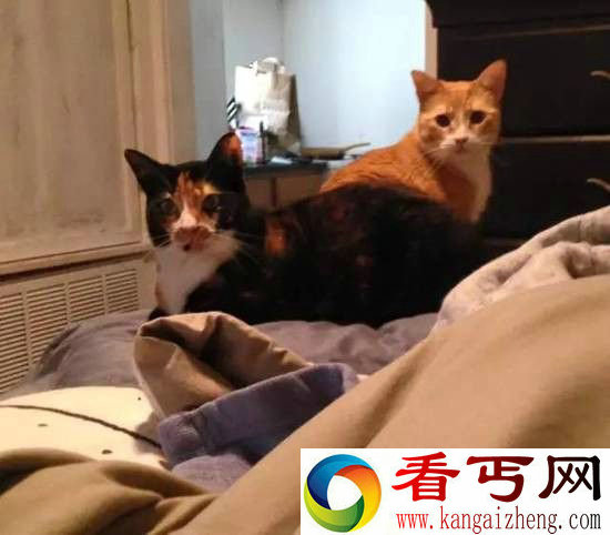 她收养了两只流浪猫,然后肝都悔吐了