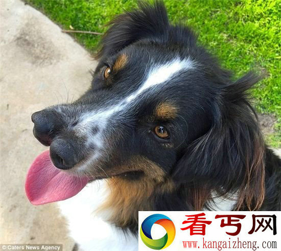 美国天生有两个鼻子的网红牧羊犬Toby