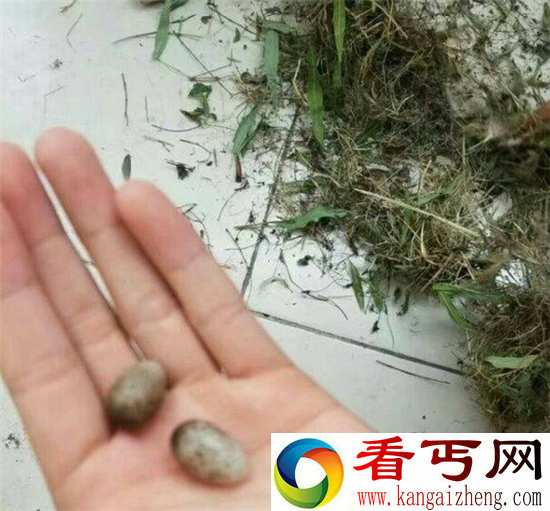 鸟在衣服筑巢下蛋怎么办？在线等挺急的