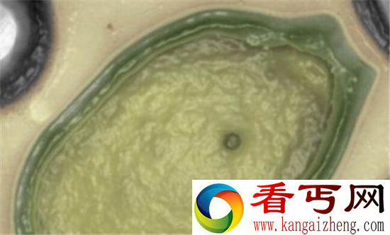 世界上最大病毒“潘多拉病毒” 源自火星？