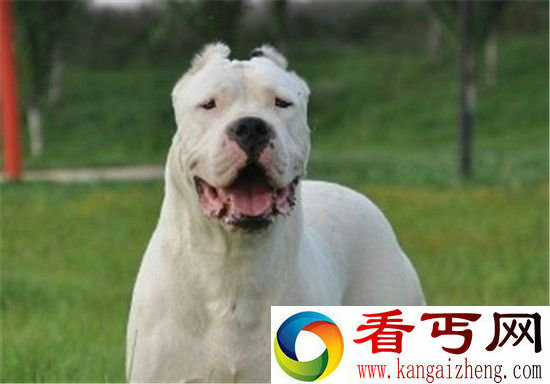 世界十大最凶悍猛犬 杜高犬围攻藏獒！