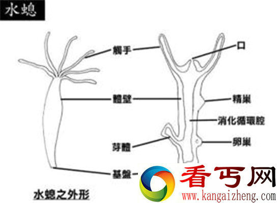 长生不老的神秘生物水螅从未衰老