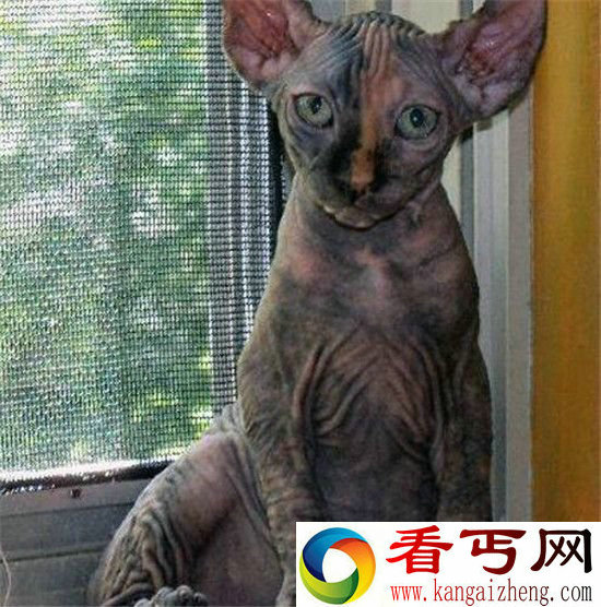 全球十大最奇葩喵星人盘点 猫也可以长这个样子？