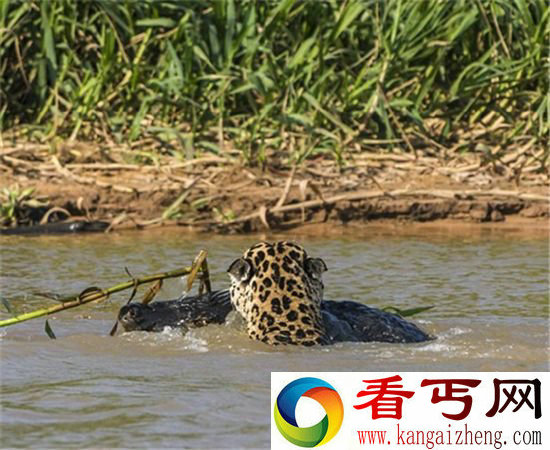 实拍美洲豹猎杀鳄鱼 生死对决结局意外