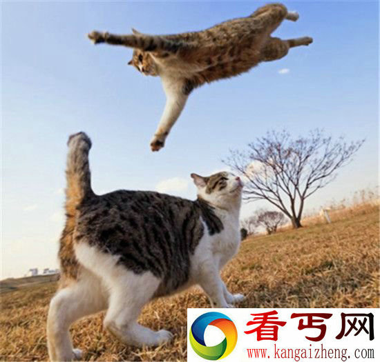 极为罕见！无敌飞天猫竟似忍者