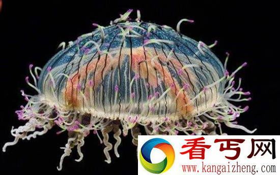 海洋世界15种最奇特生物 让你大吃一惊