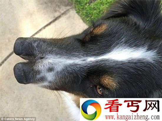 美国牧羊犬有两个鼻子已成粉丝众多的网红