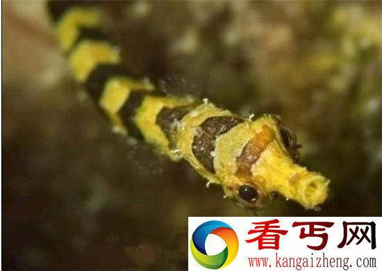 地球十大最可爱动物毛毛虫竟也入选?