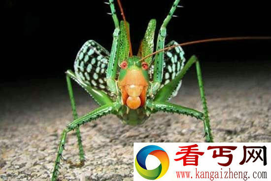 全球最巨型昆虫盘点