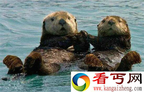 这些最萌的动物竟然是性虐杀手暴力狂和恶棍天使！