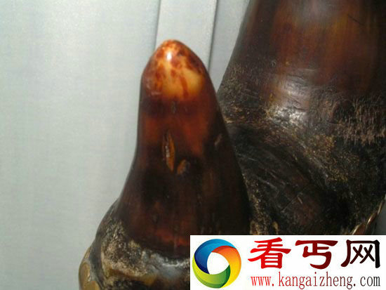 动物标本