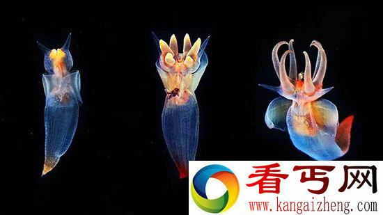 【动物美图】宛如精灵般神秘又美丽的海洋生物