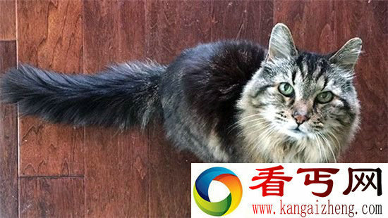 这是一个27岁的猫和身高1米22的兔子的故事