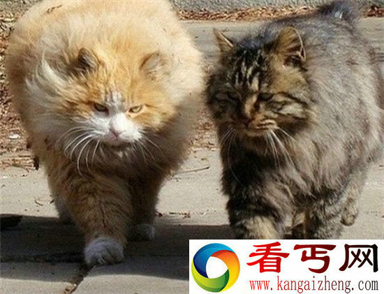 猫比狗长寿的秘诀竟然是高冷!