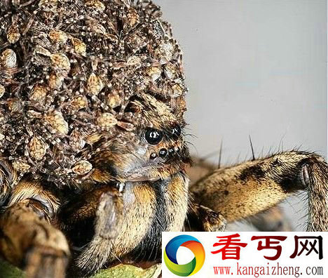 盘点世界上最丑的动物 长鼻猴鼻长犹如魔兽虚空