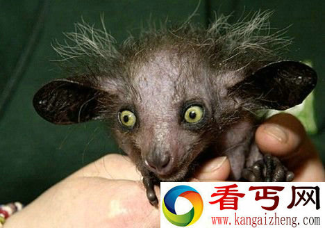 盘点世界上最丑的动物 长鼻猴鼻长犹如魔兽虚空