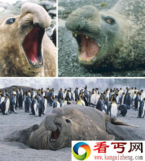 盘点世界上最丑的动物 长鼻猴鼻长犹如魔兽虚空