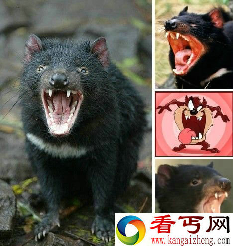 盘点世界上最丑的动物 长鼻猴鼻长犹如魔兽虚空
