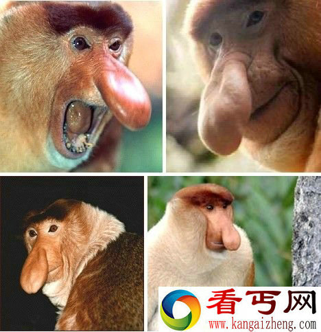 盘点世界上最丑的动物 长鼻猴鼻长犹如魔兽虚空