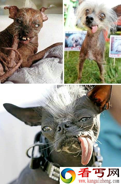 盘点世界上最丑的动物 长鼻猴鼻长犹如魔兽虚空