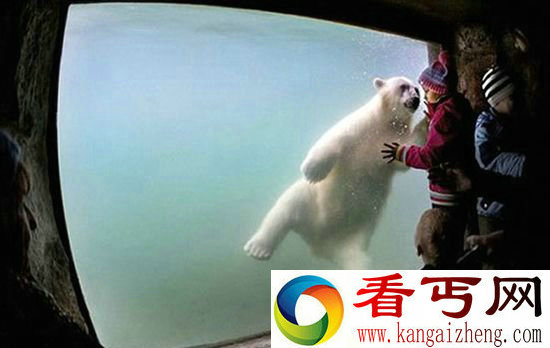 俄罗斯莫斯科动物园 展示别样“大明星”