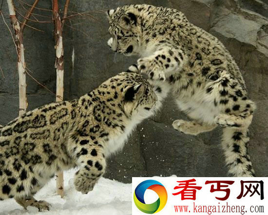 美动物学家雪豹玩耍打闹上演炫酷功夫片
