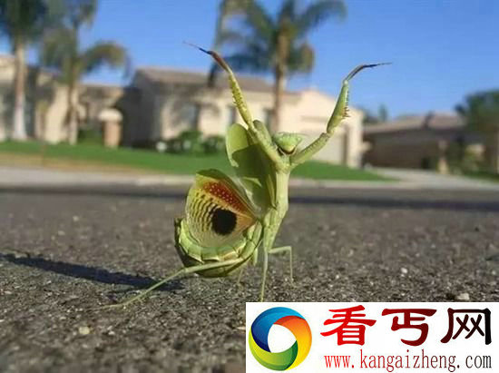 组图奇妙大自然 动物世界萌翻天