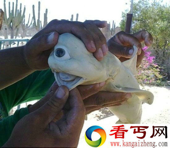 神奇大自然美国惊现独眼鲨鱼