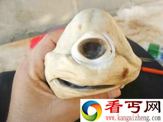 神奇大自然美国惊现独眼鲨鱼