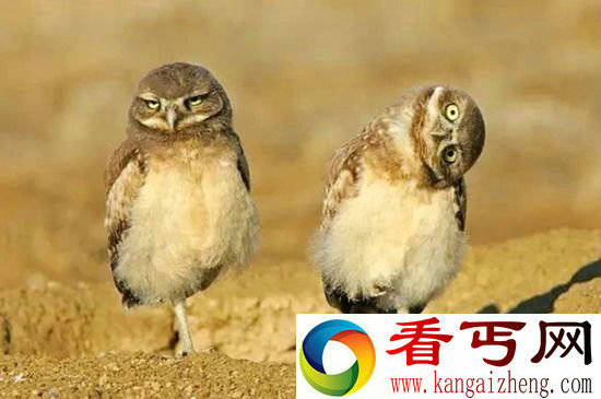组图奇妙大自然 动物世界萌翻天