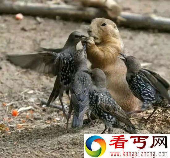 组图奇妙大自然 动物世界萌翻天