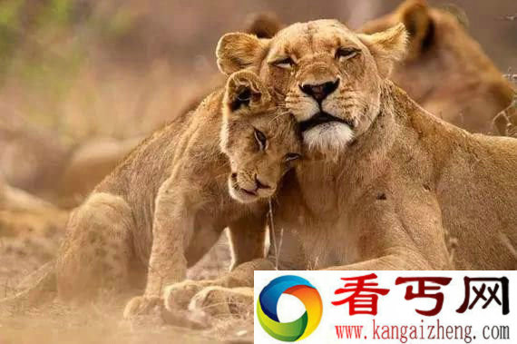 组图奇妙大自然 动物世界萌翻天